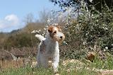 FOX TERRIER 123